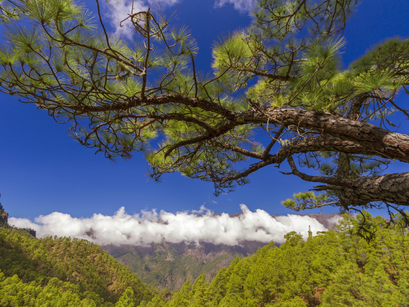 La Palma